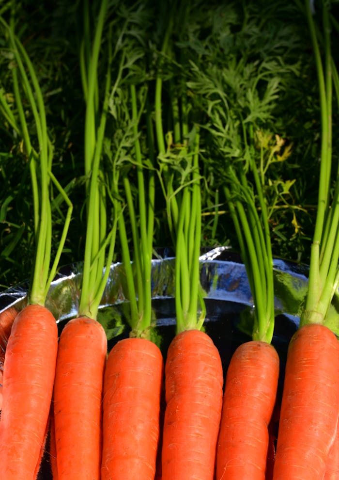 The Art of Drawing Readers In: Your attractive post title goes here Top view of fresh, sunlit carrots with lush green tops, showcasing vibrant colors and healthy produce.