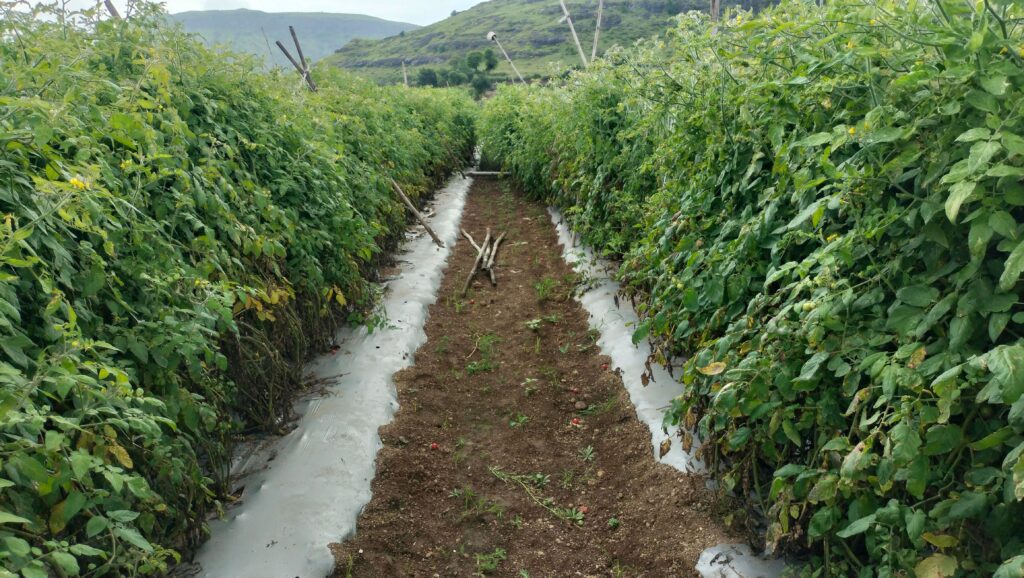 Rows of lush tomato plants in a vegetable garden, framed by hills.